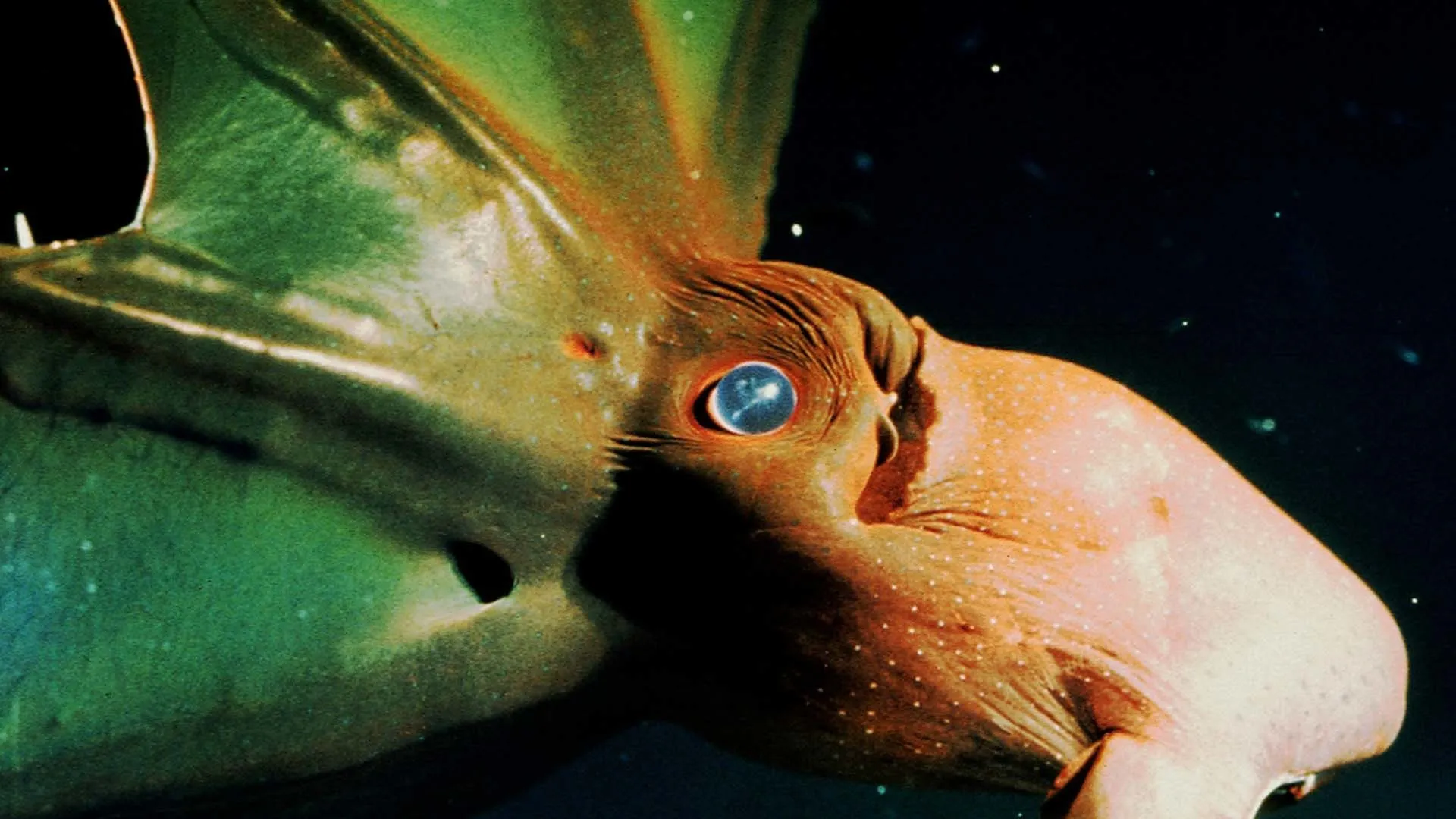 In the Realm of the Giants - Mysterious Cephalopods