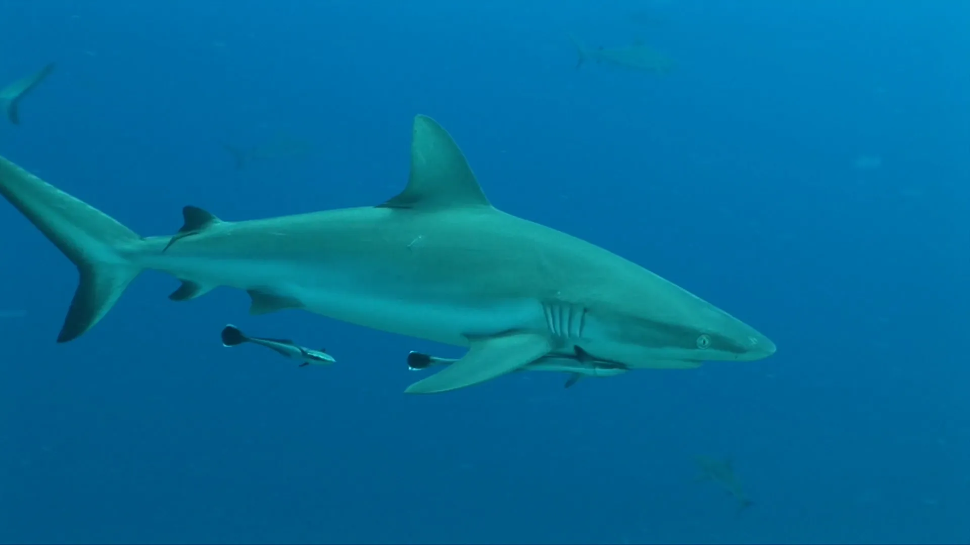 Last Paradises, Symphony of Life - Underwater World of Australia