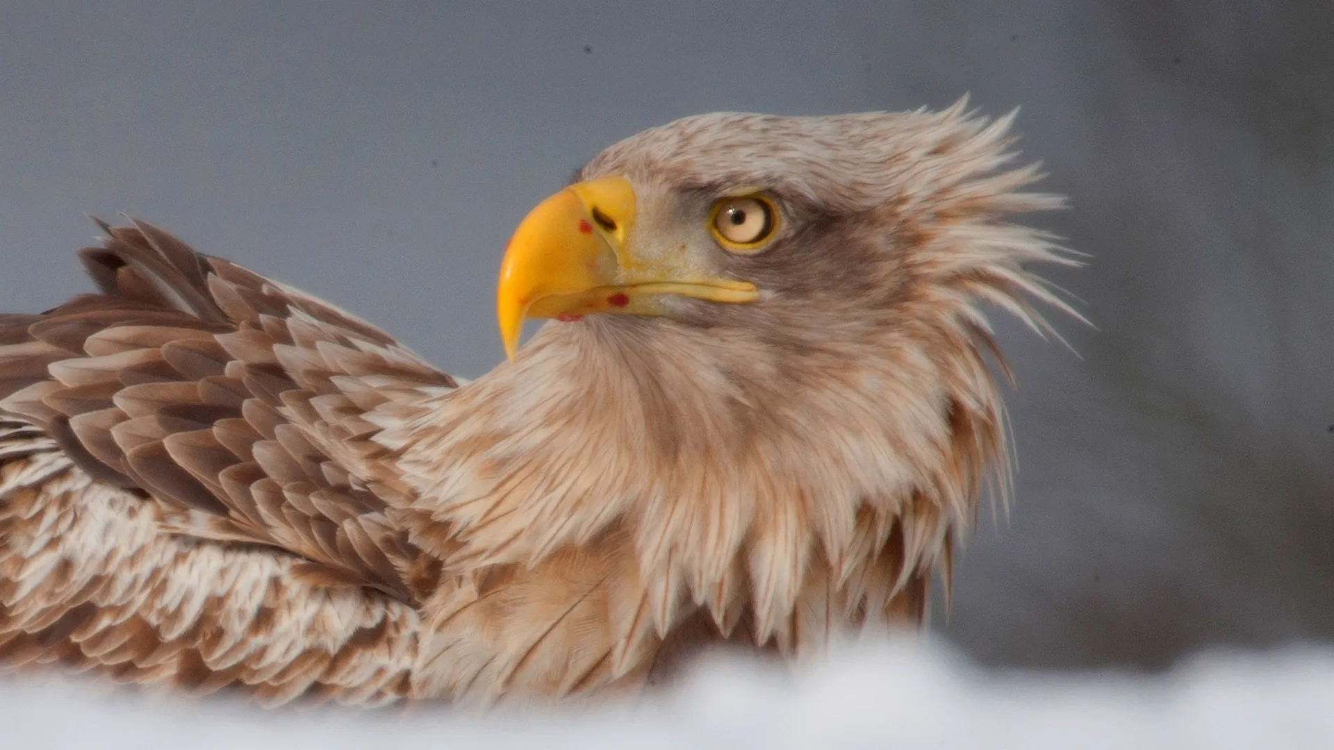 King of the Seas, Sea Eagle