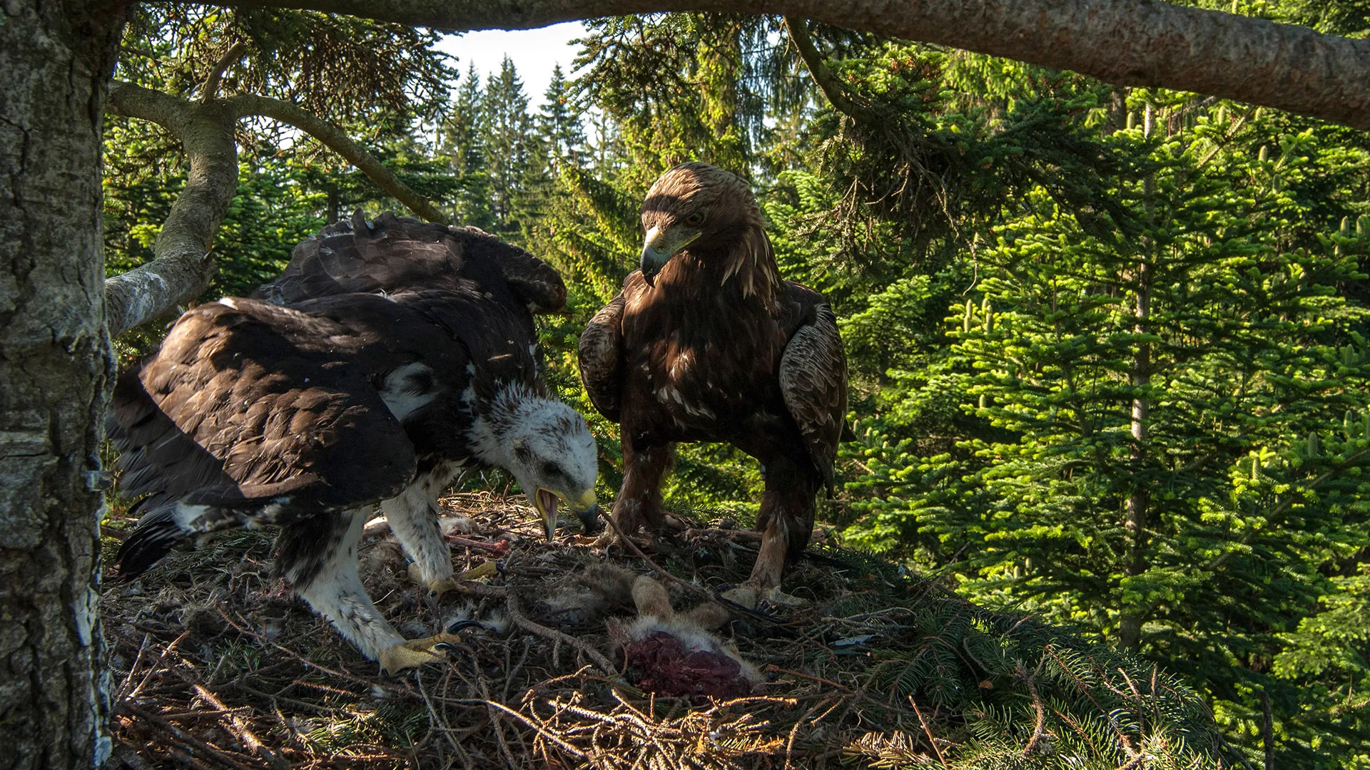 King of the Mountains, Golden Eagle