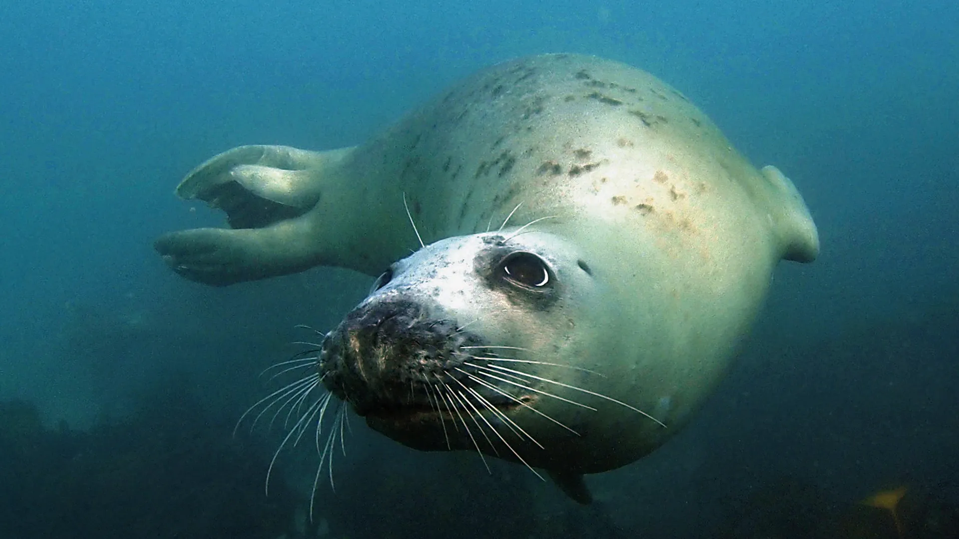Home of the Seals: On Brittanny's Wild Coast