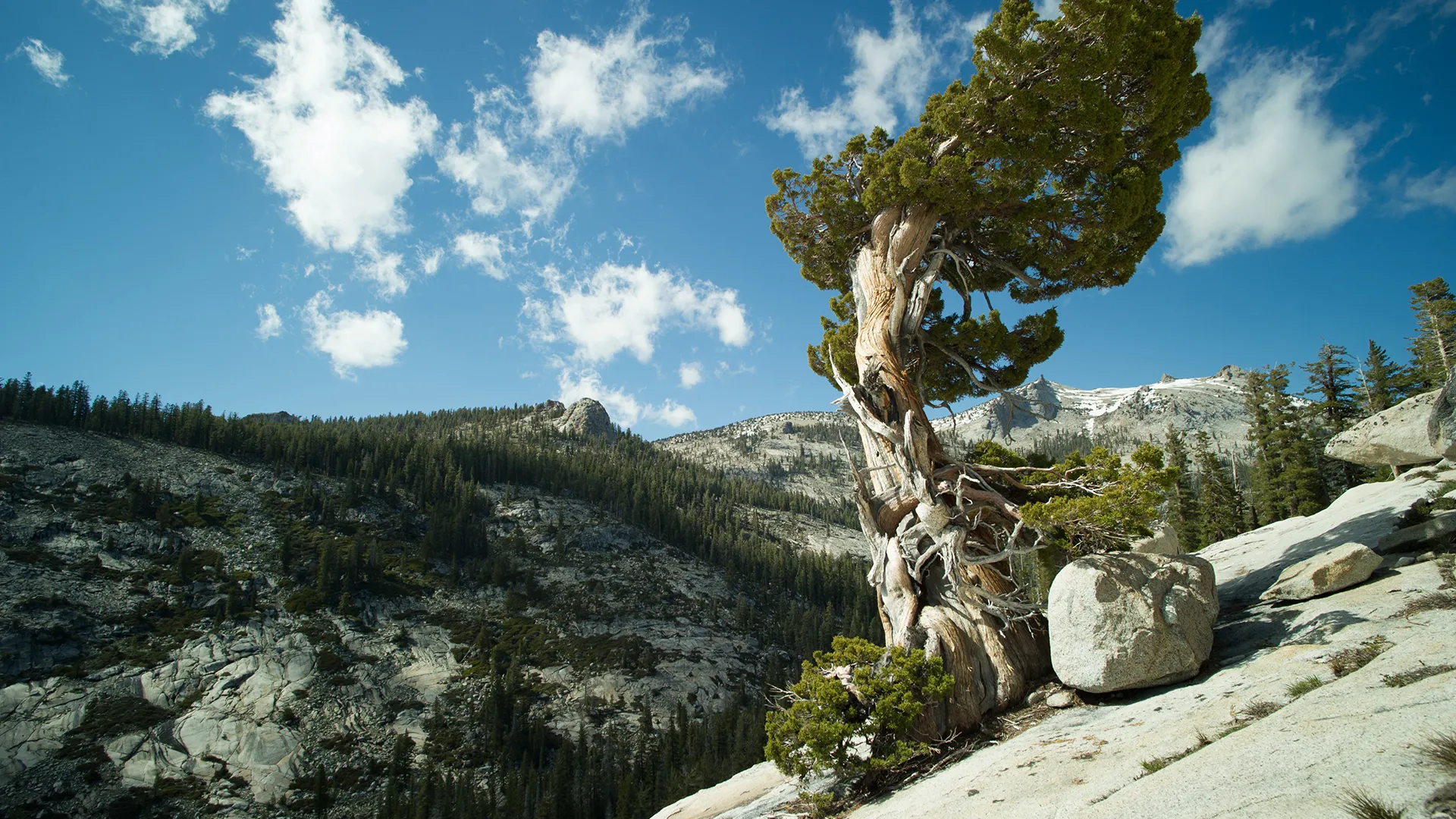 Forests of our Earth