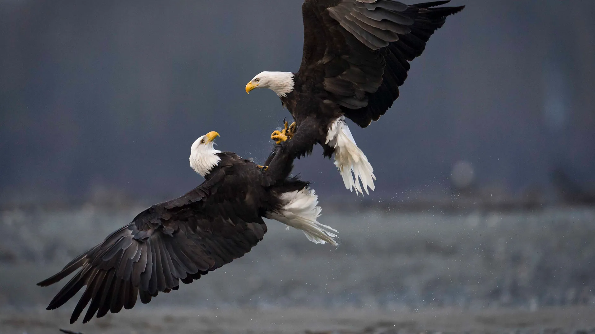 Eagles - Kings of the Skies