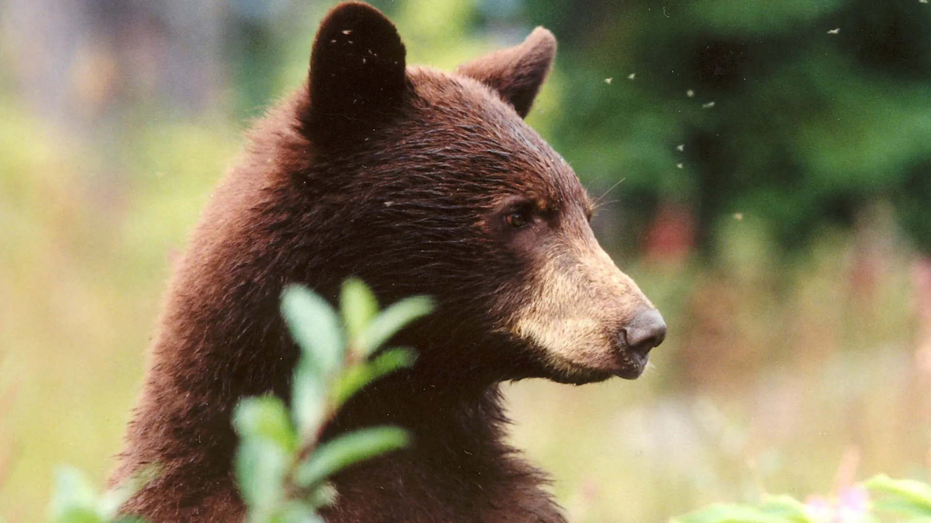 Big Bear Diary