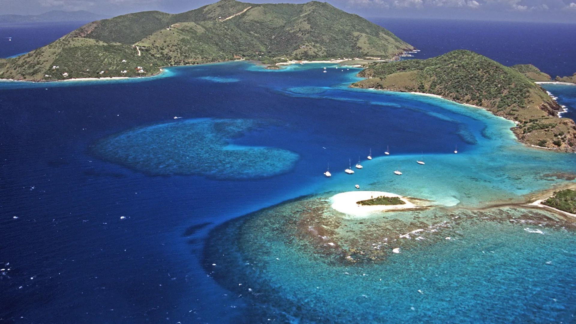 Wild Caribbean
