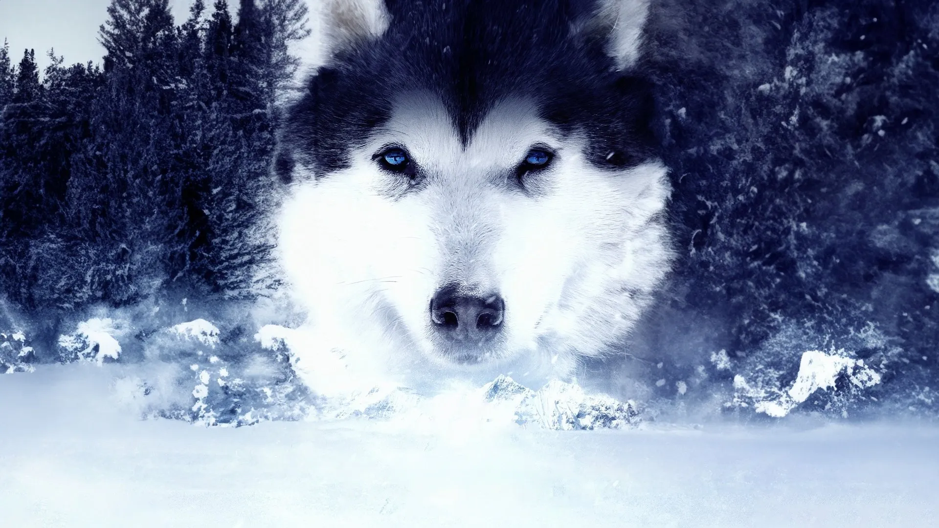 The Great Alaskan Race