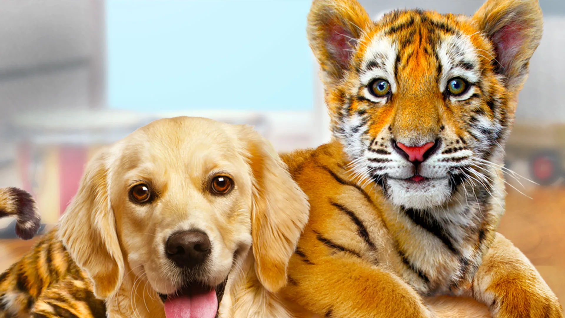 A Tiger's Tail