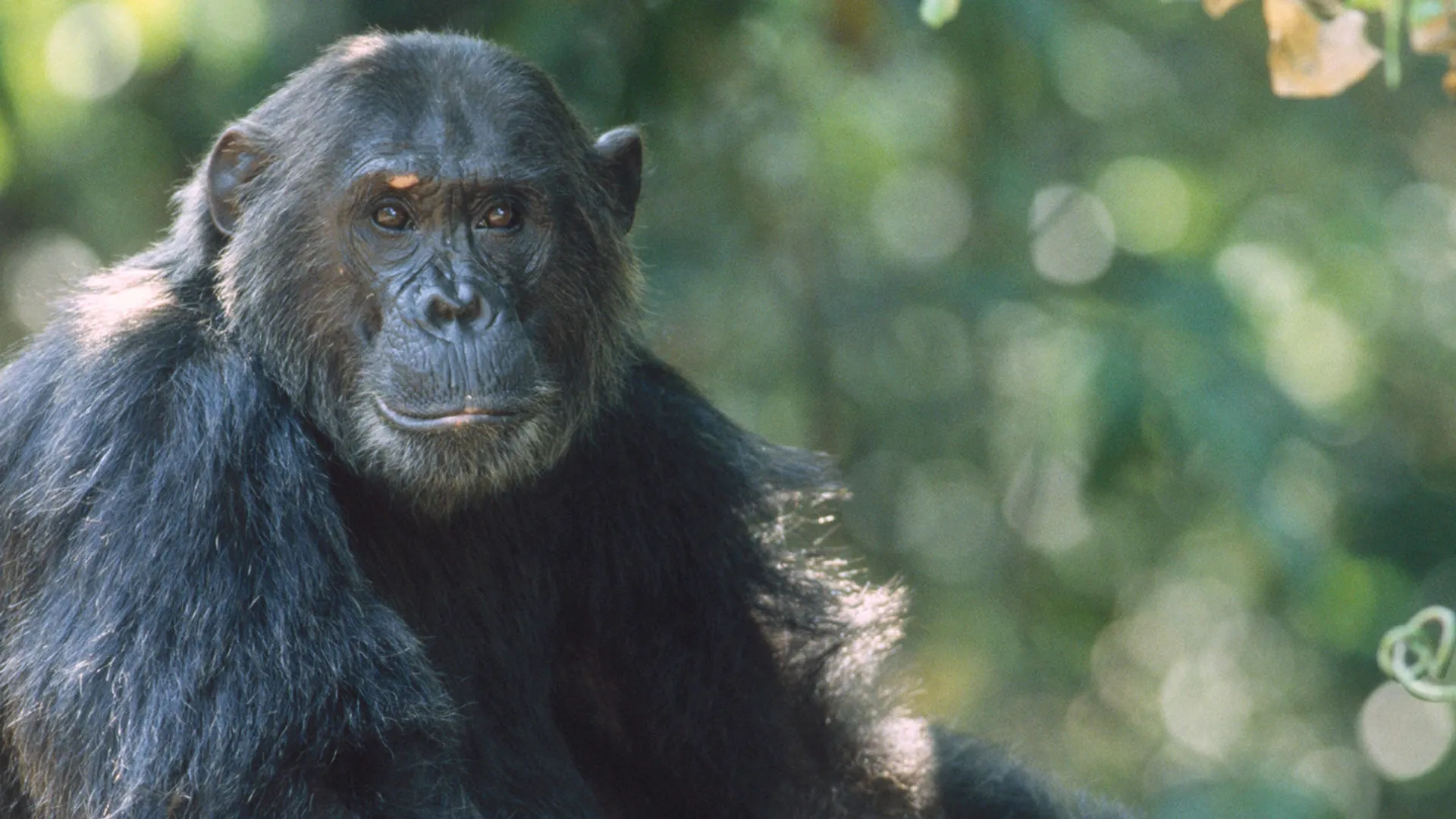 Chimp Family Fortunes