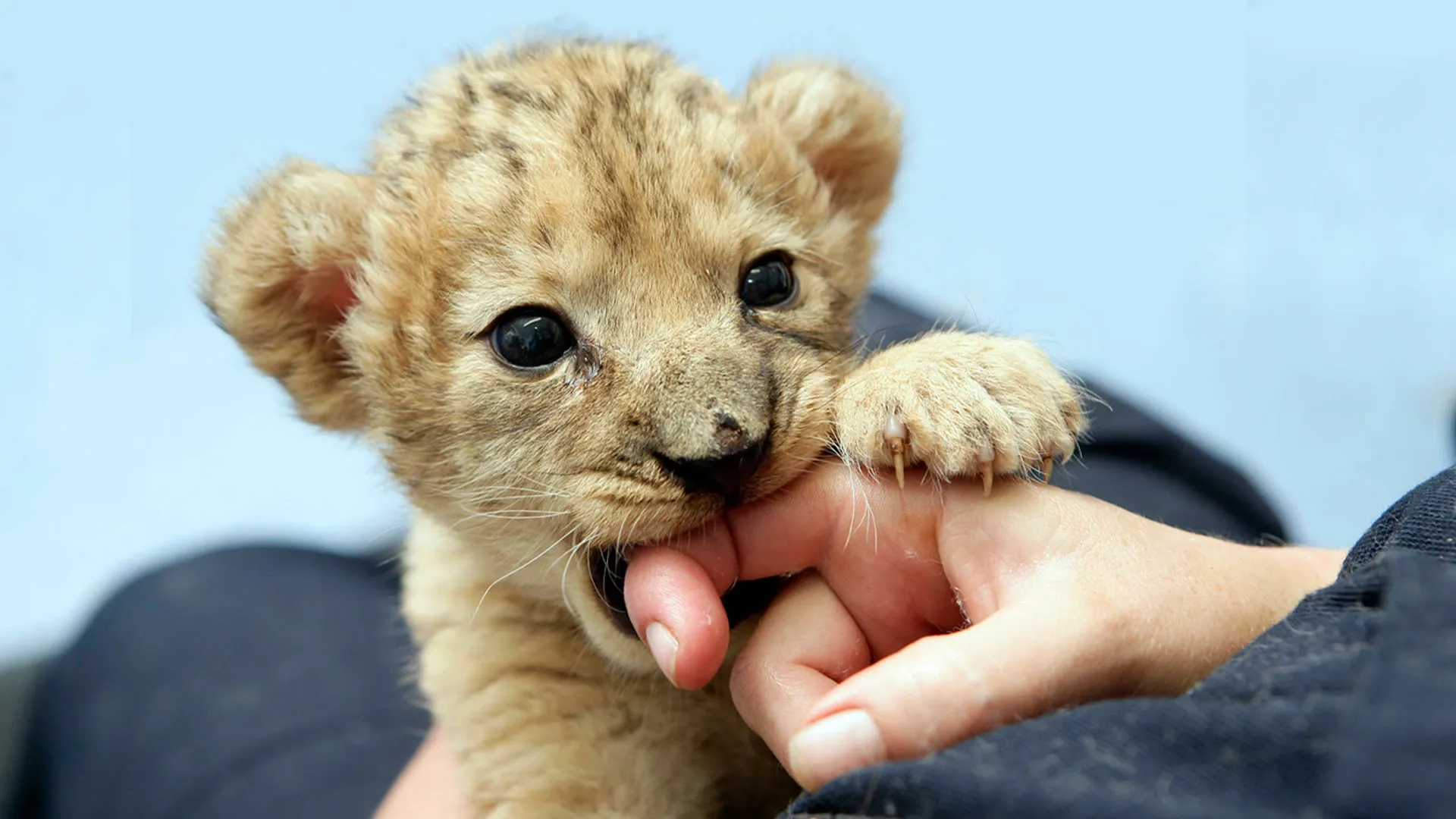 Nature's miracle babies