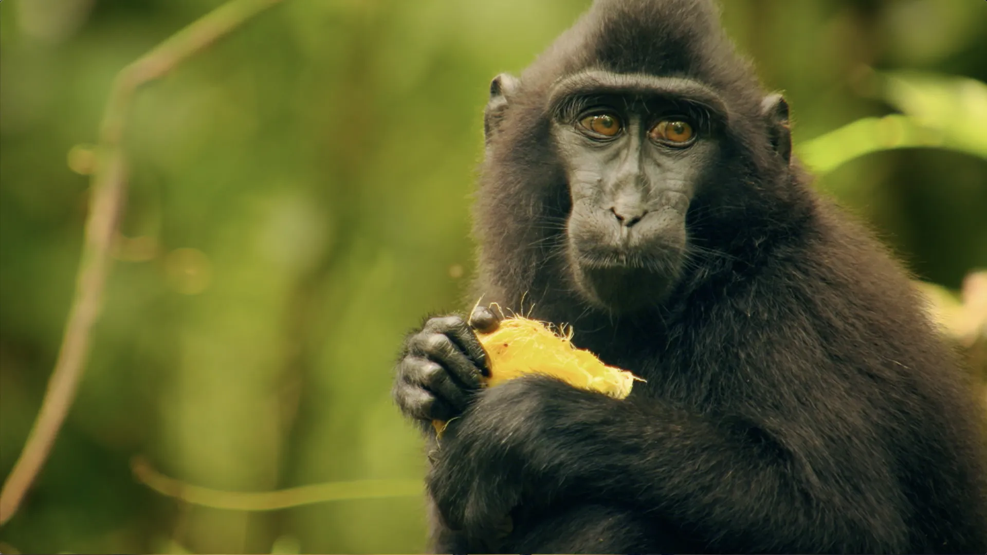 Destination Wild: Wild Indonesia