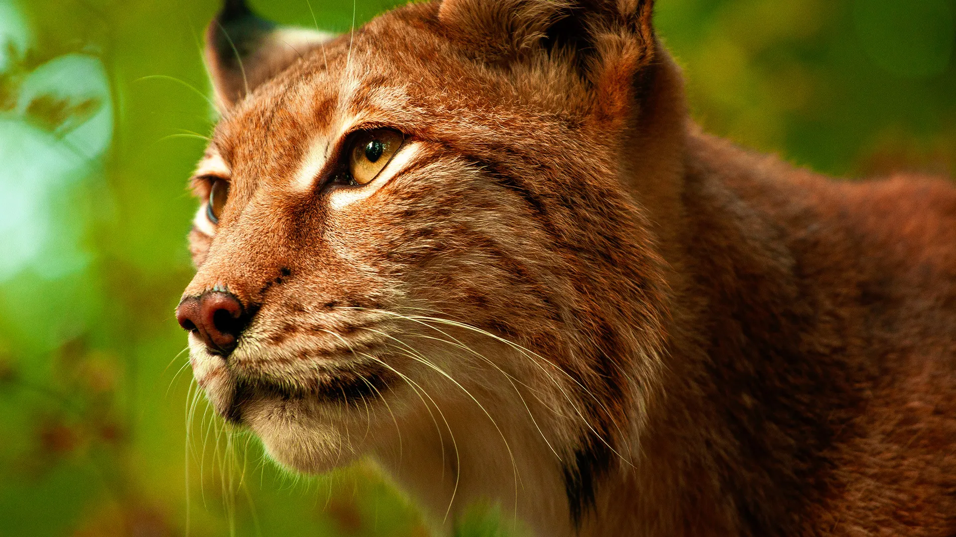 Carpathian Predators