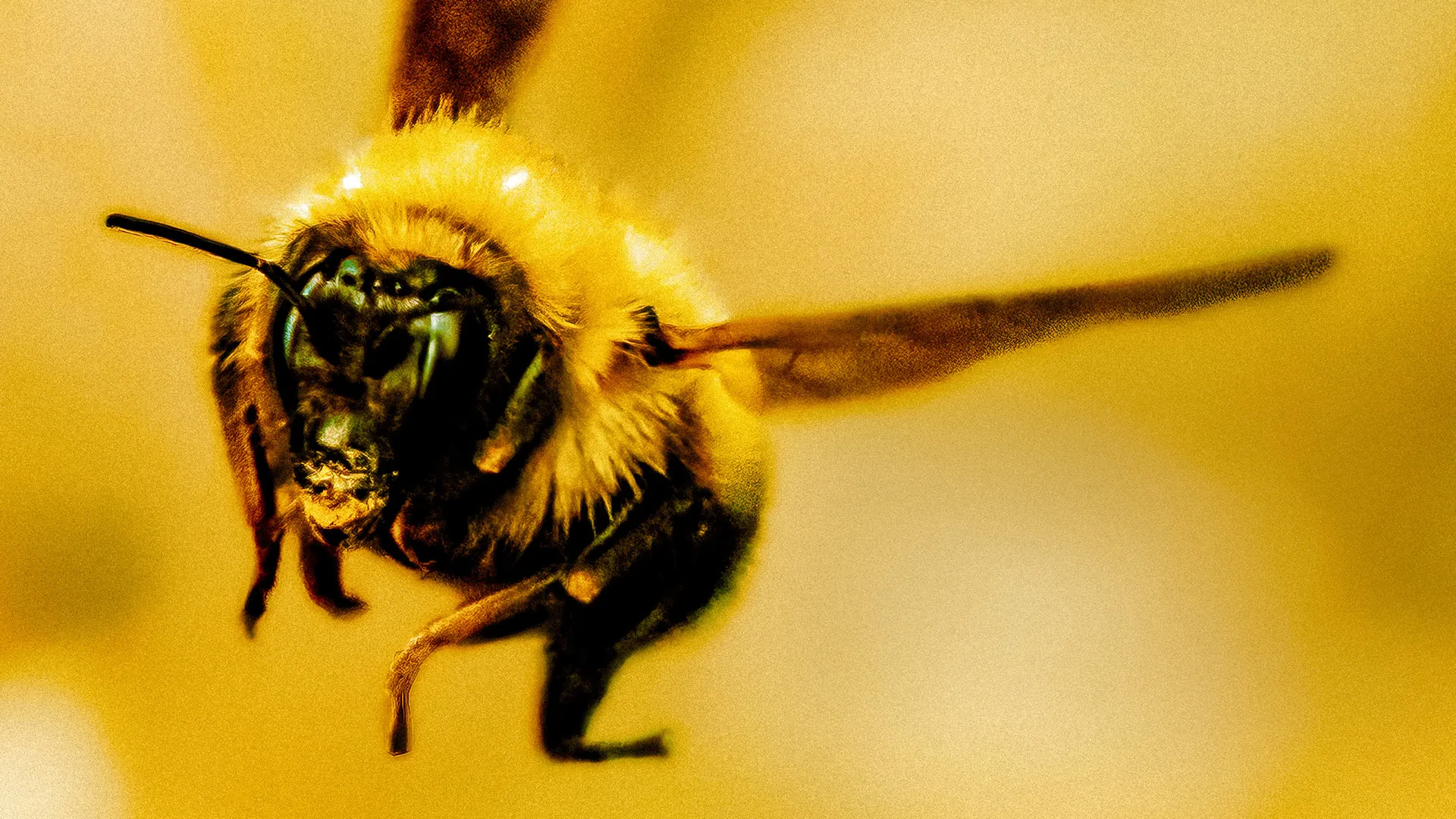 The Last Bumblebee