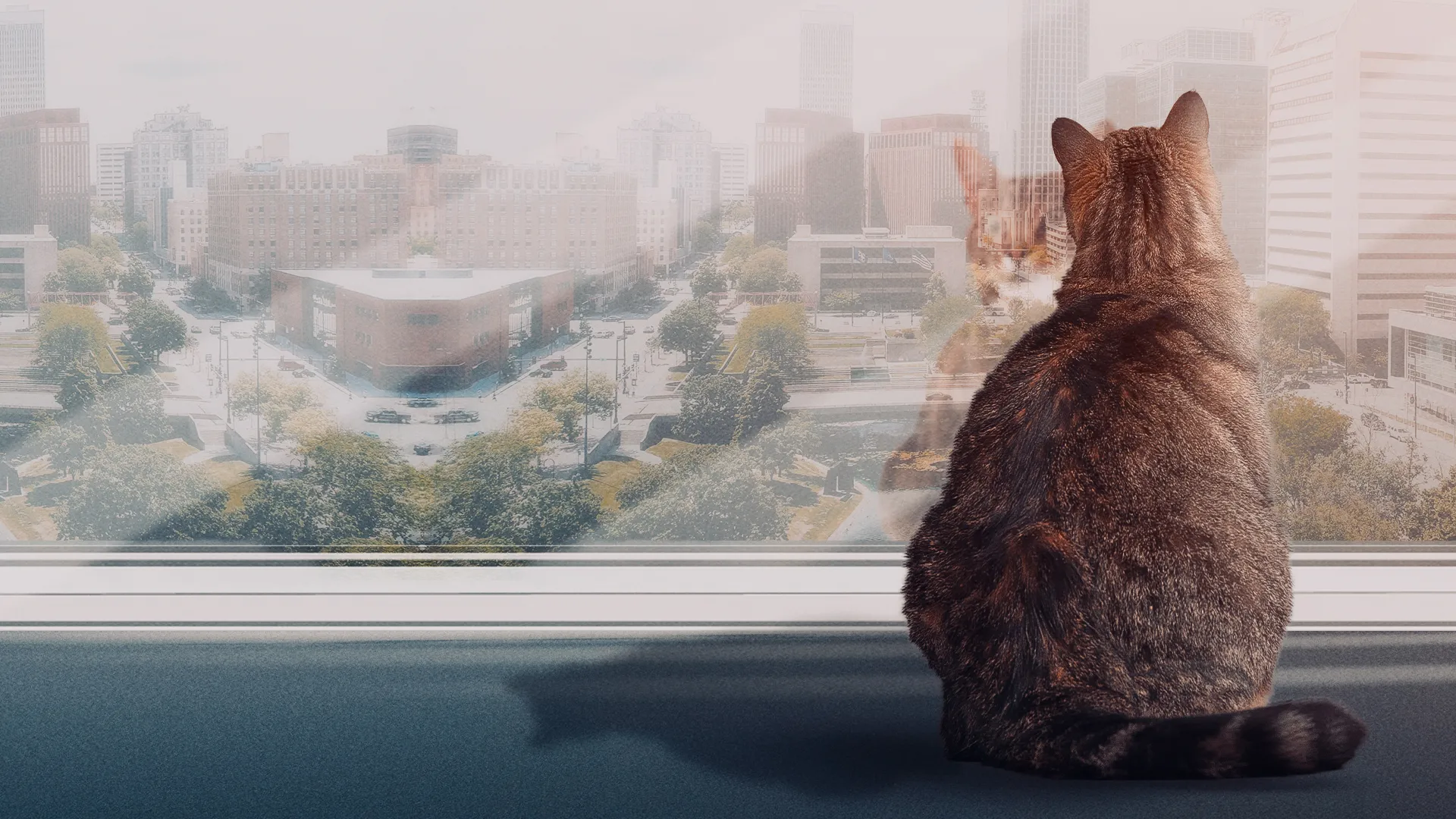 Follow Your Cat