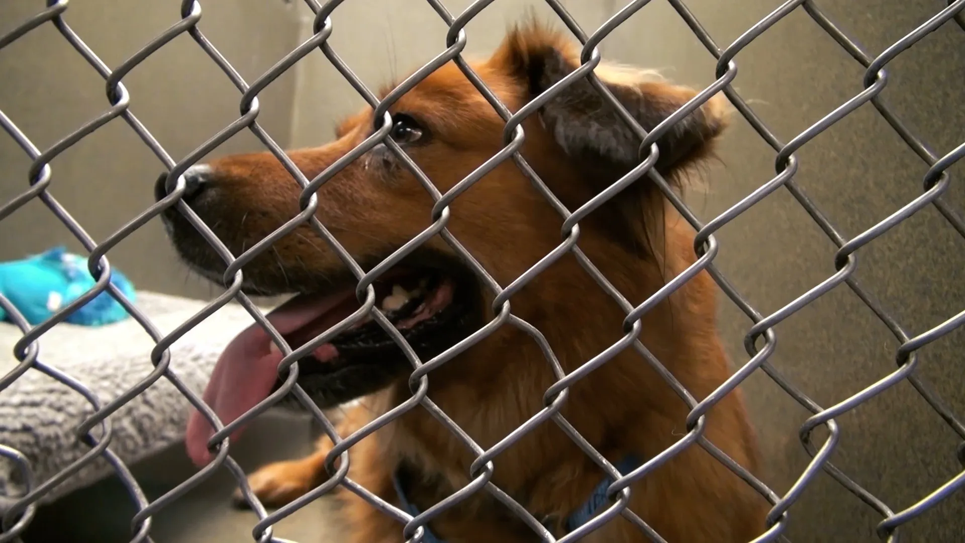 Rescue Me: A Home 4 Spot
