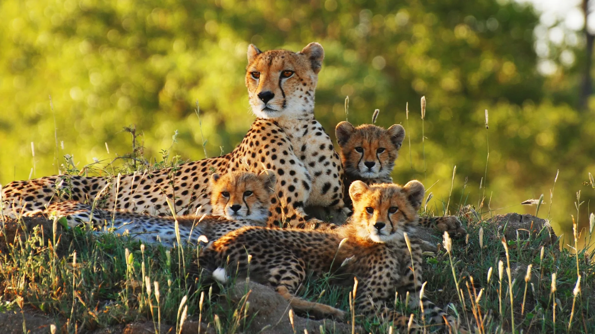 Wild Dynasties