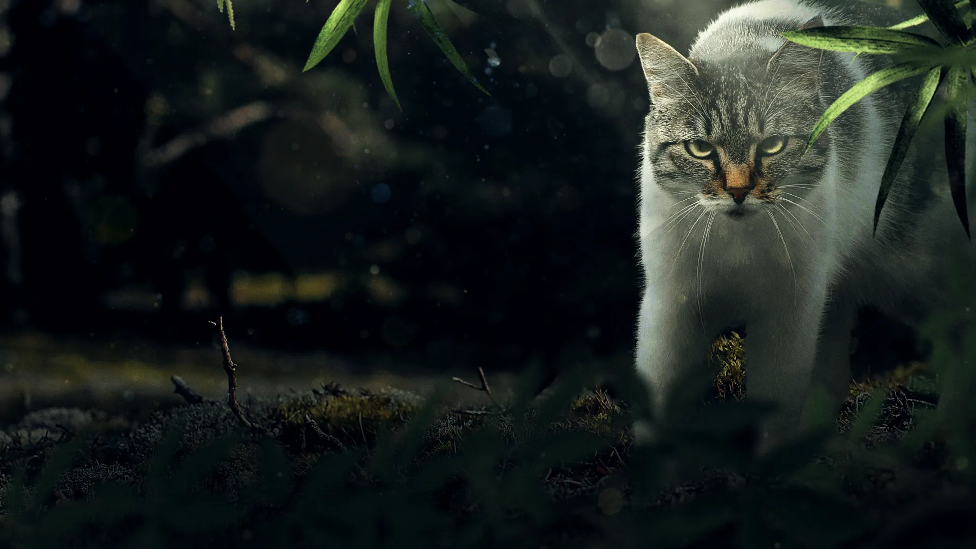 Killer Kitty