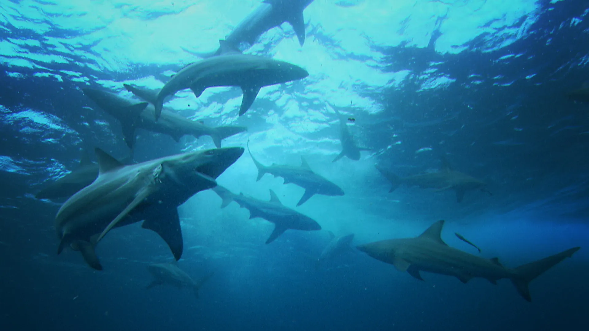 Epic Animal Encounters