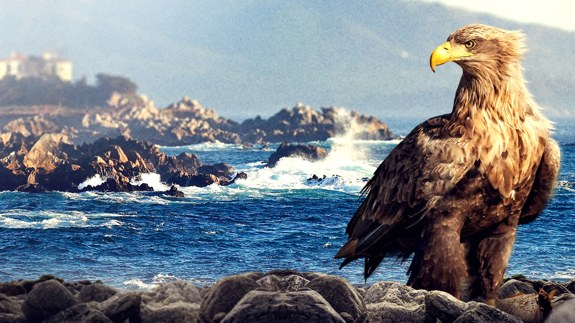 King of the Seas - Sea Eagle