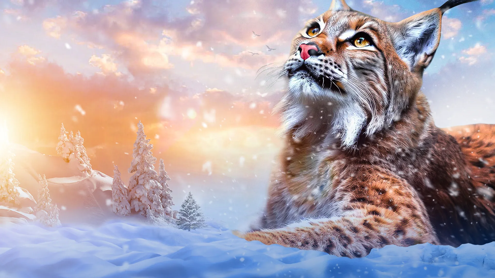 Lynx - Close Up