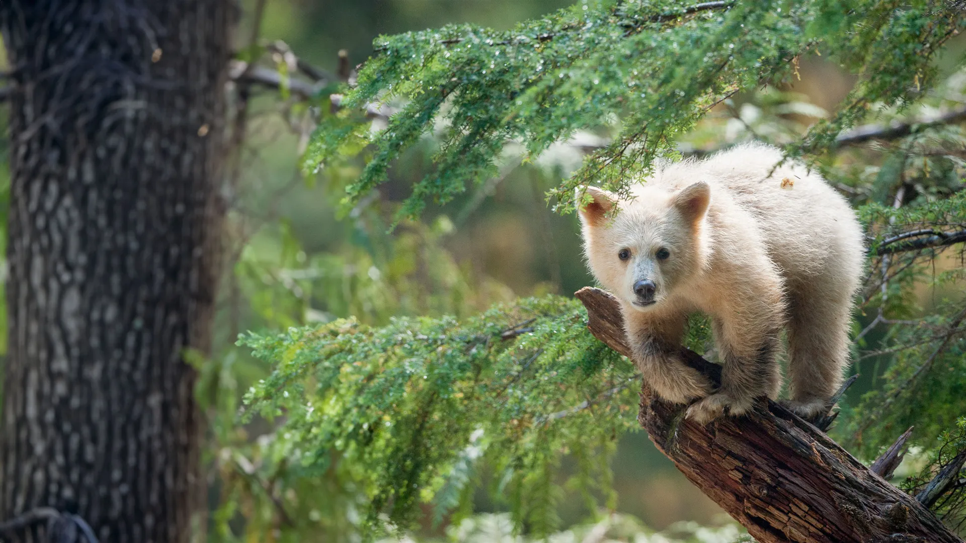 Great Bear Rainforest
