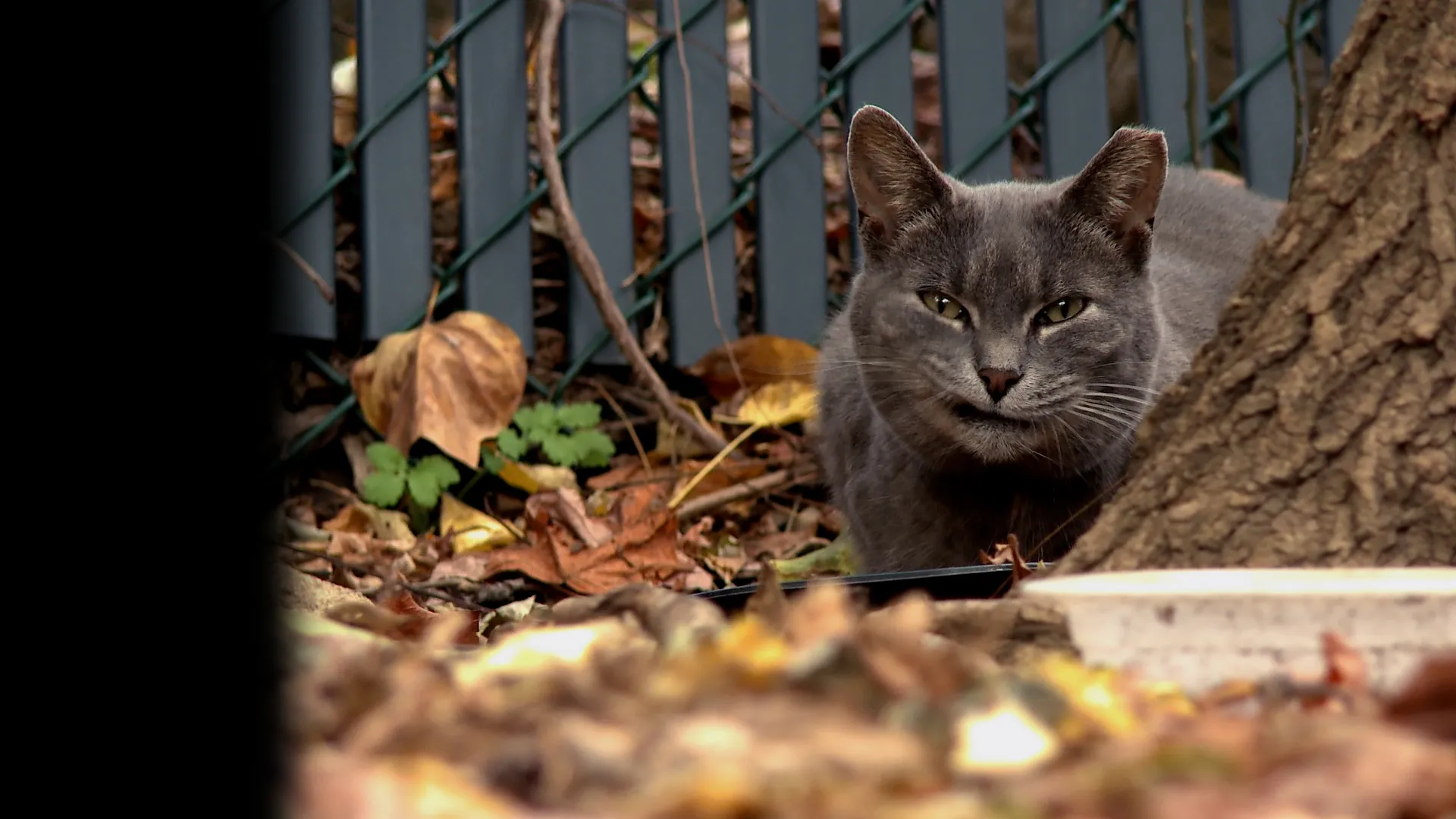 Catnip Nation