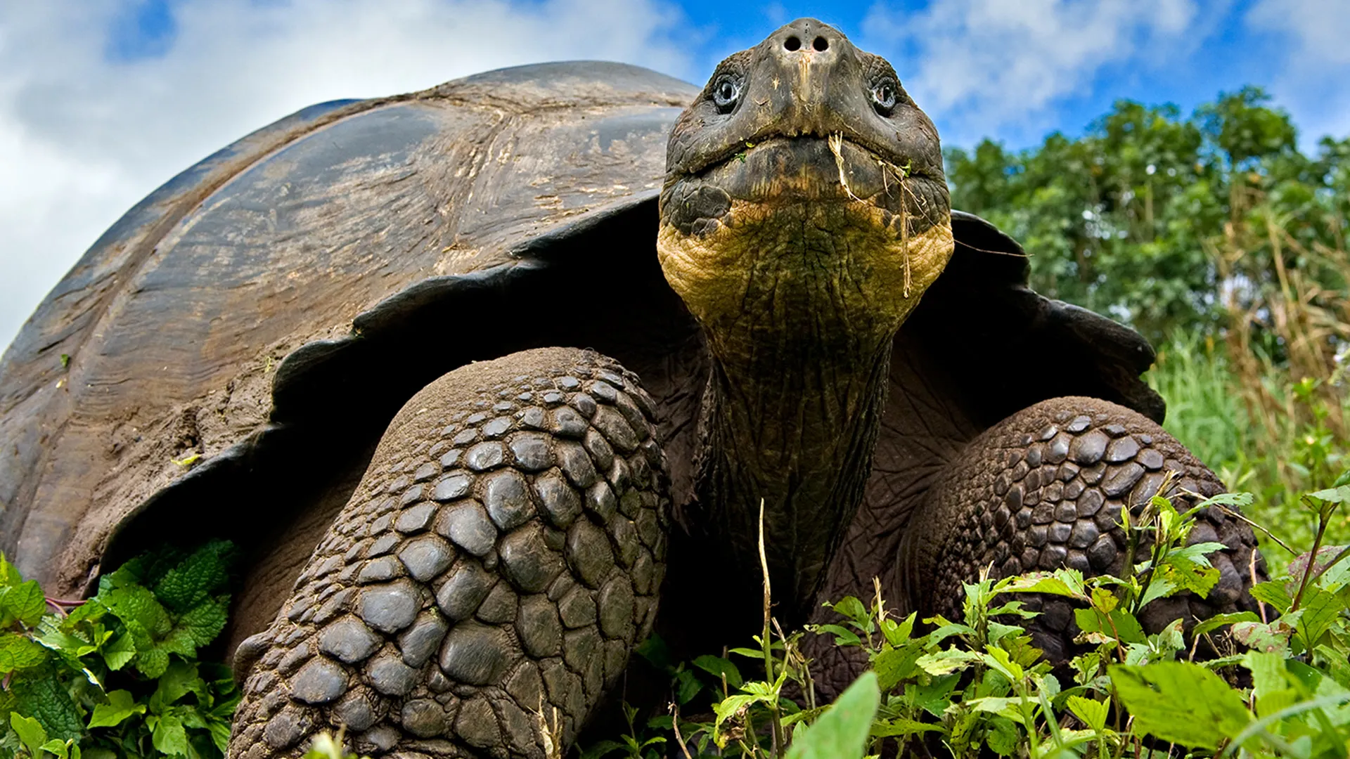 Natural World Galapagos: Islands of Change
