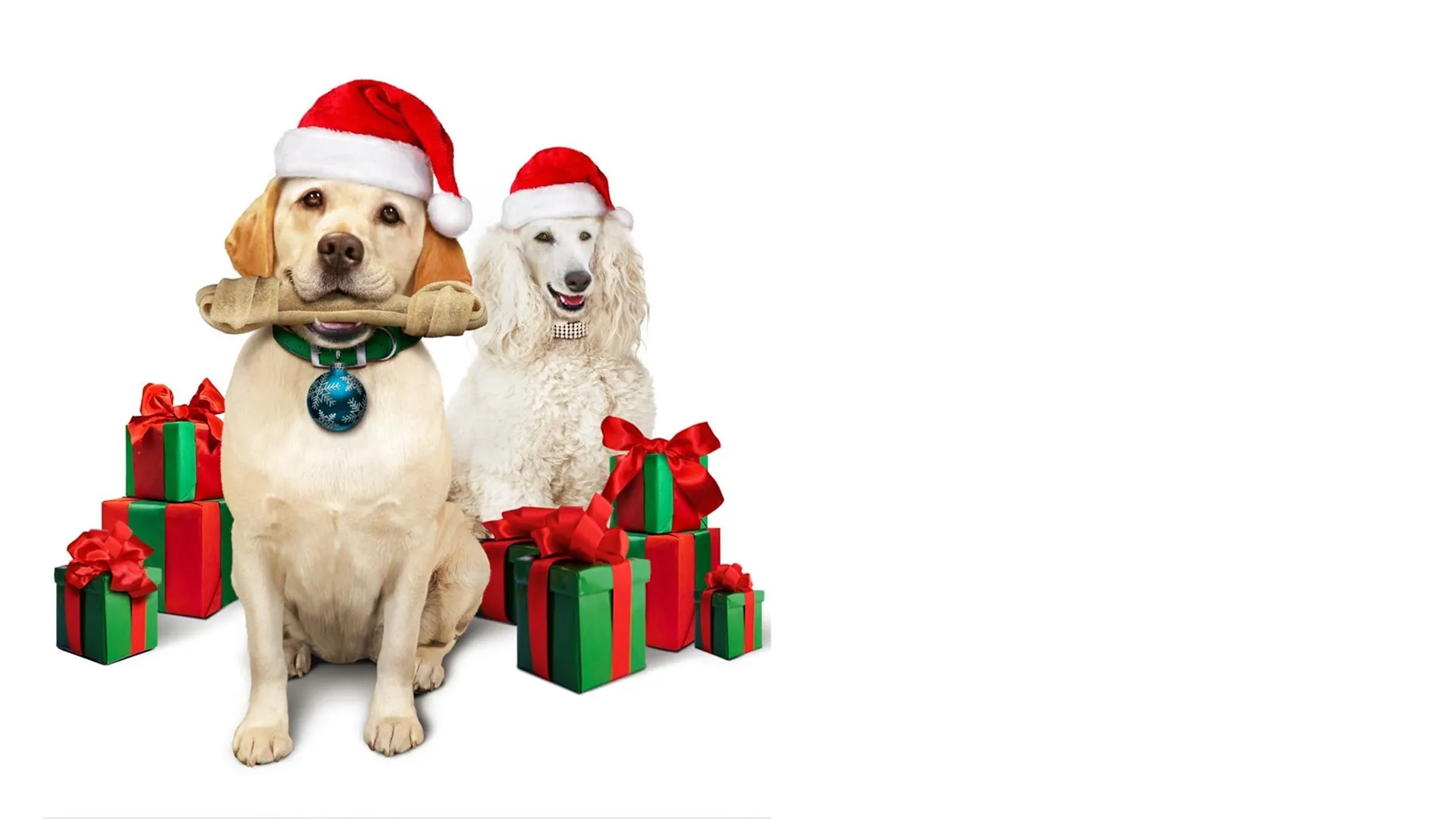 The Dog Who Saved Christmas Vacation