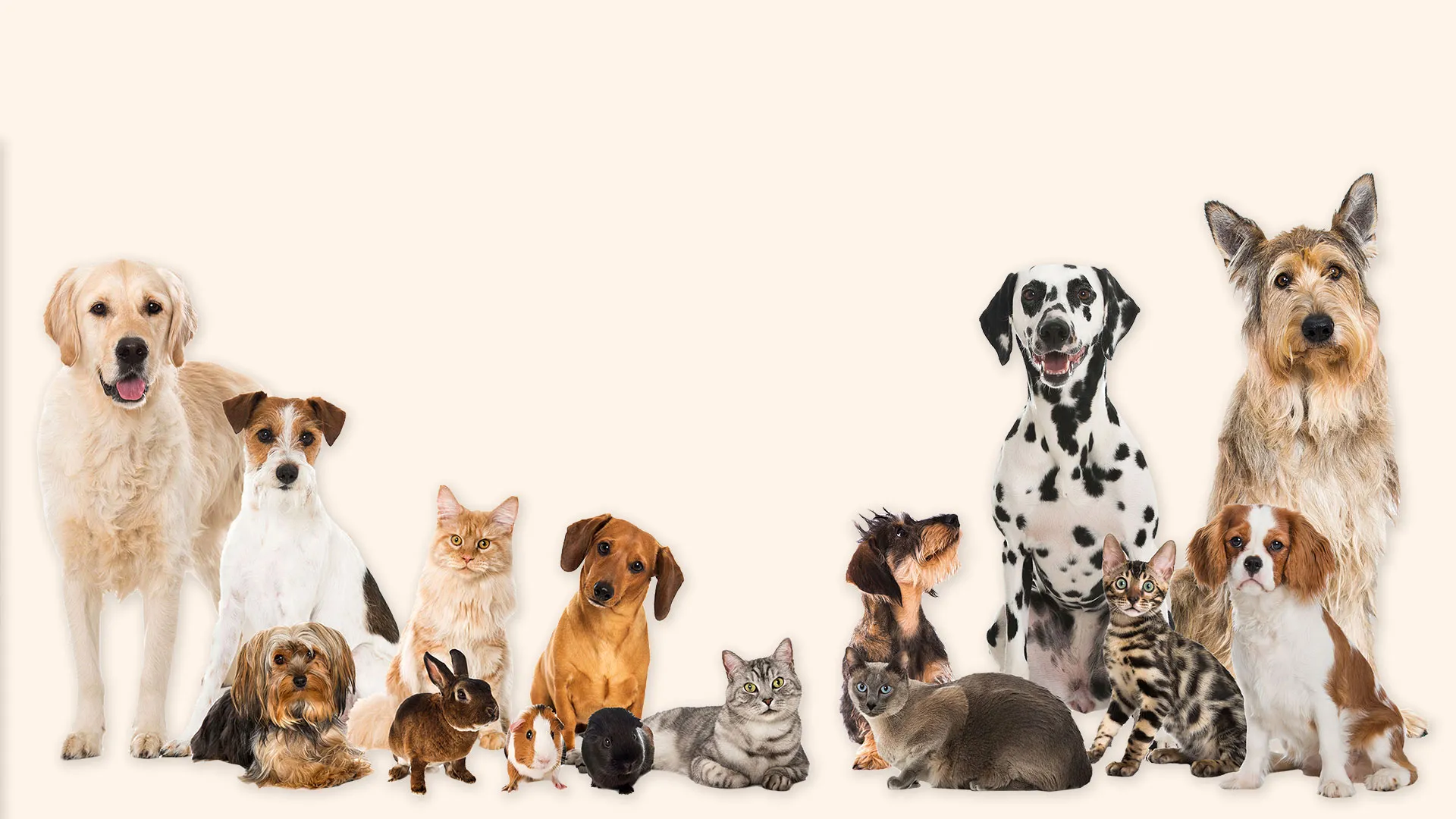 Chicken Soup for the Soul's Animal Tales