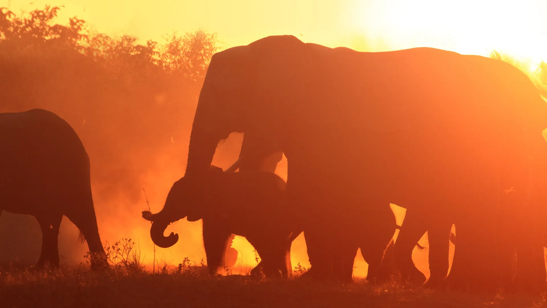 Elephants: Changing Lives