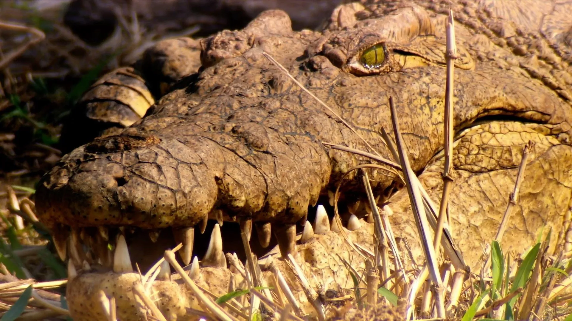 Crocodile Kingdom