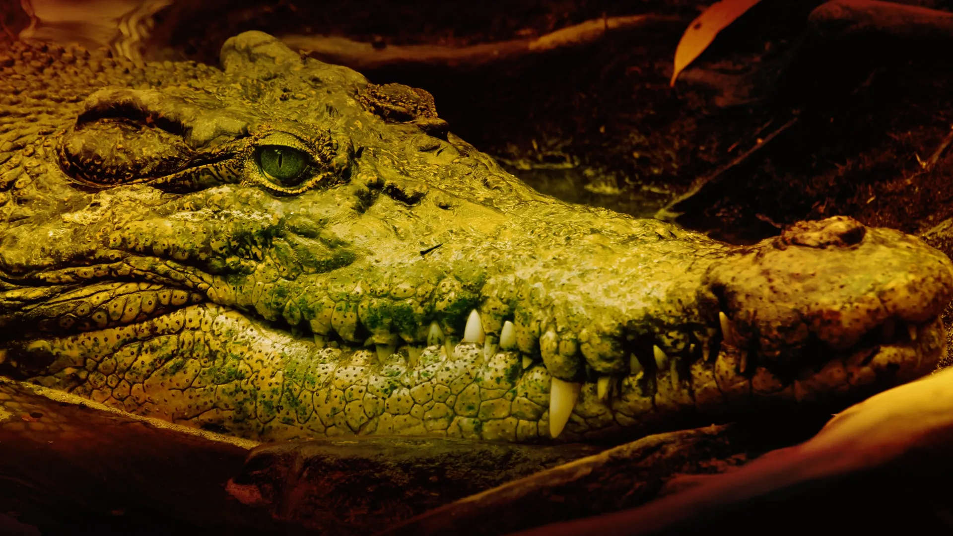 Crocodile Kingdom