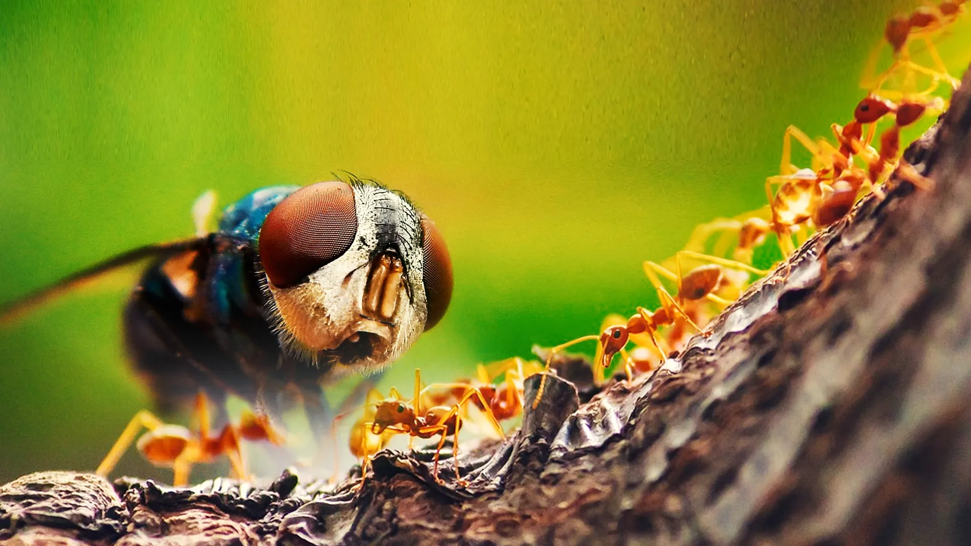 Creepy Crawlies