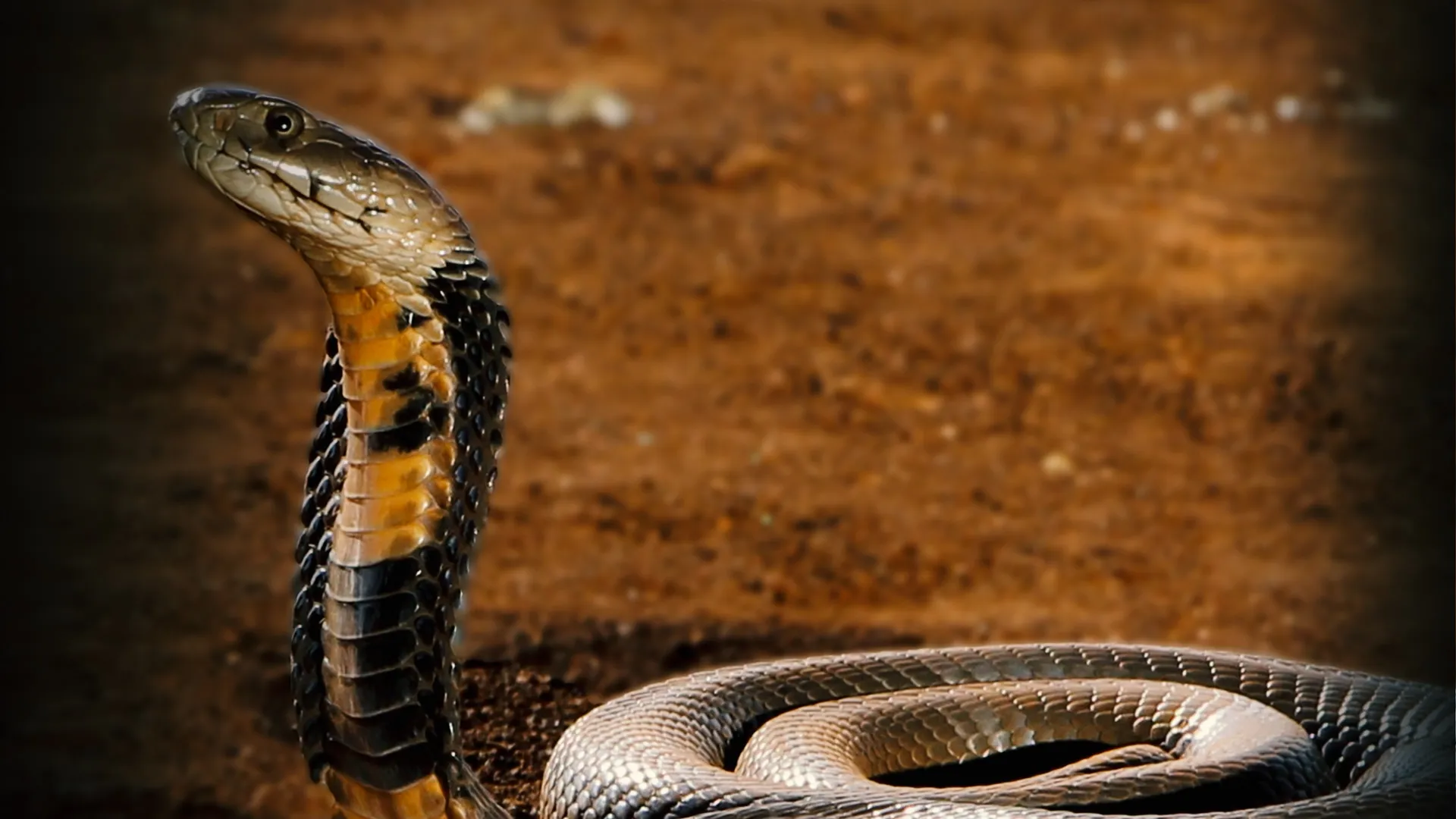 Nature's Most Dangerous