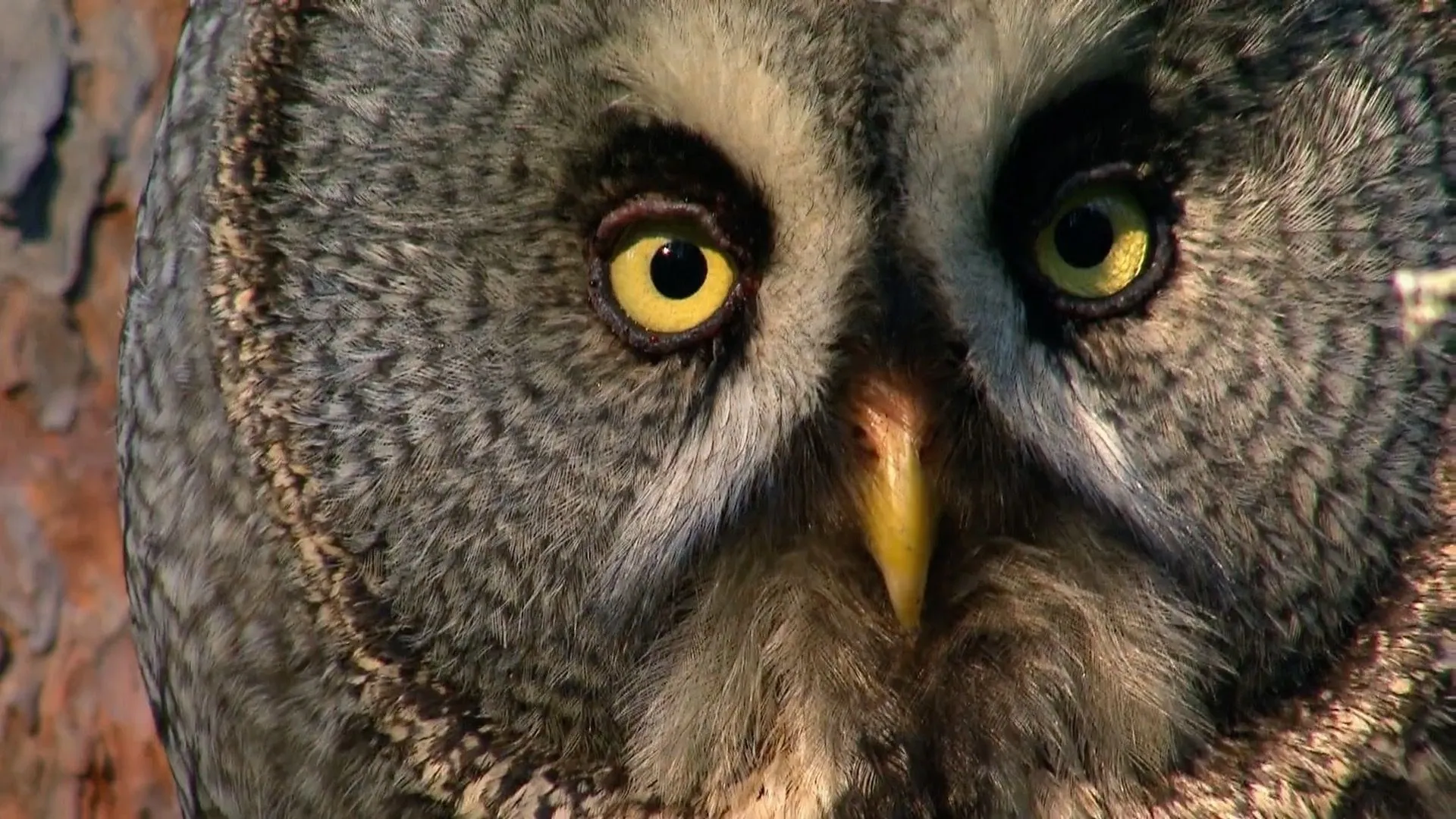 Owls: Masters of the Night