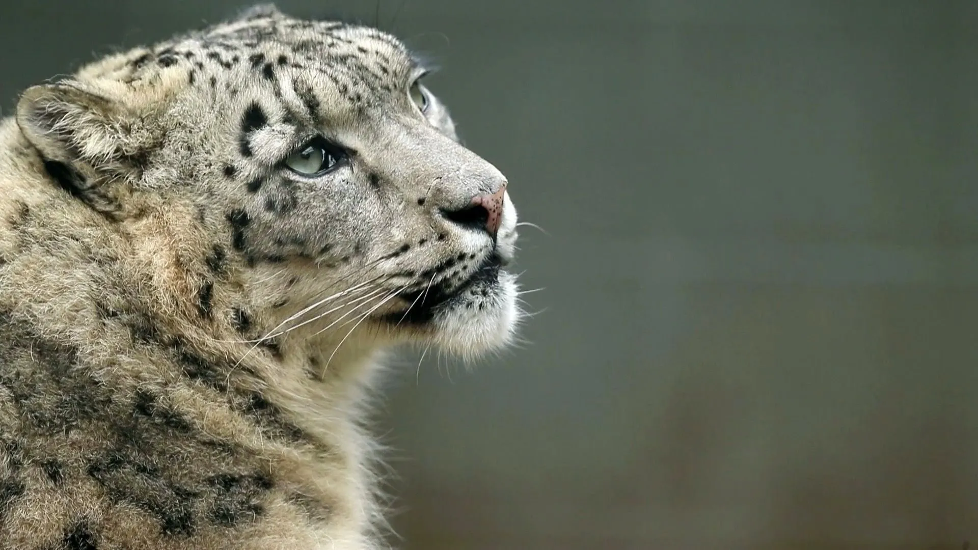 Snow Leopards of Leafy London