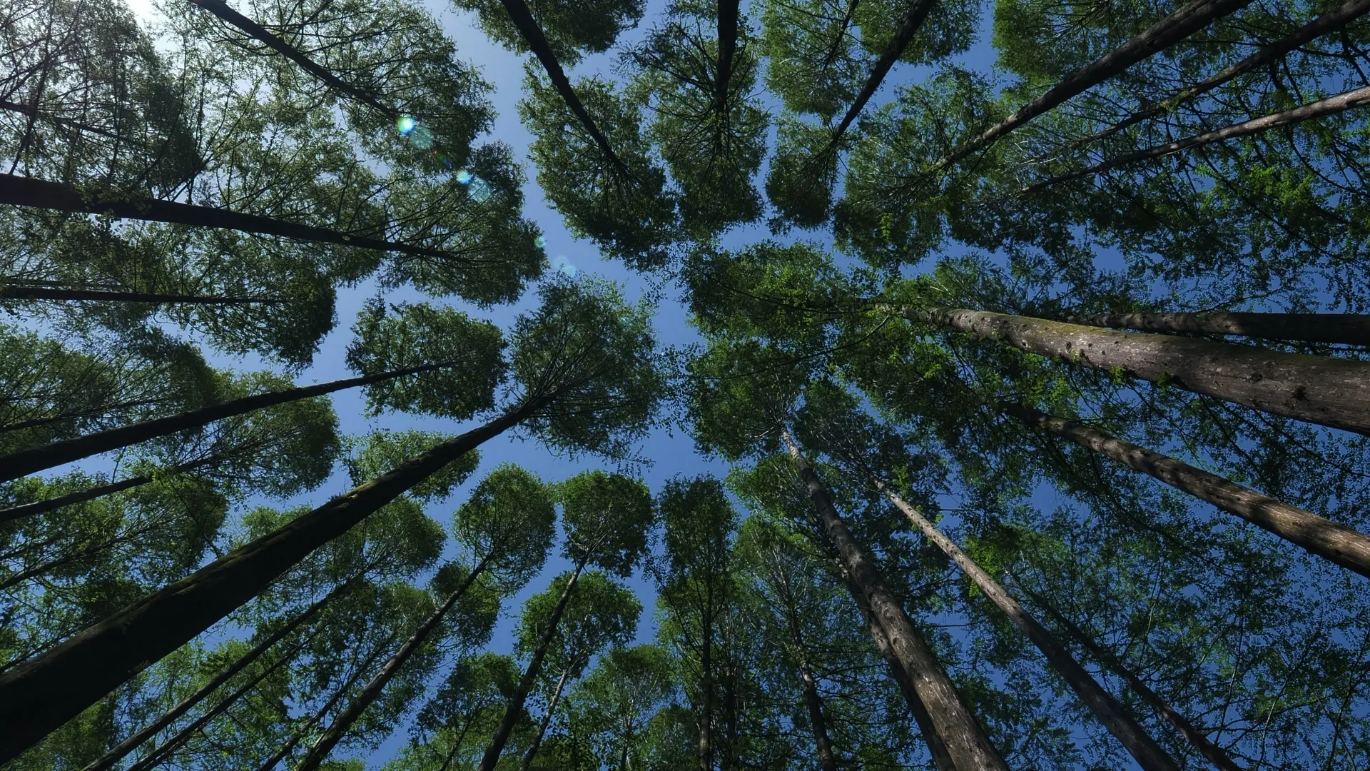 High Life: Forest Canopy