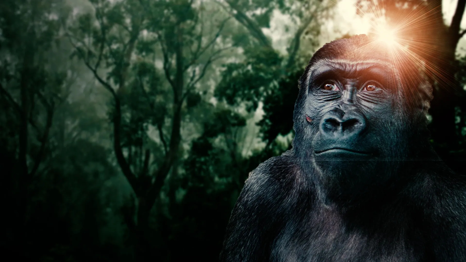 Gorillas: Rumble In The Jungle