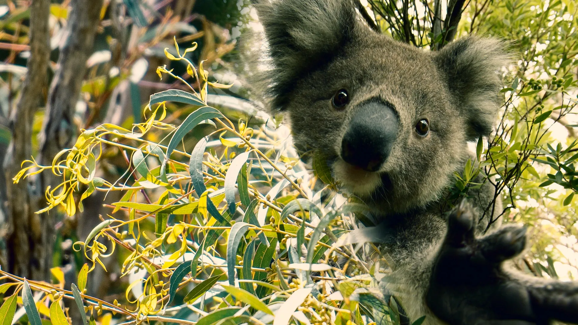 Meet The Marsupials