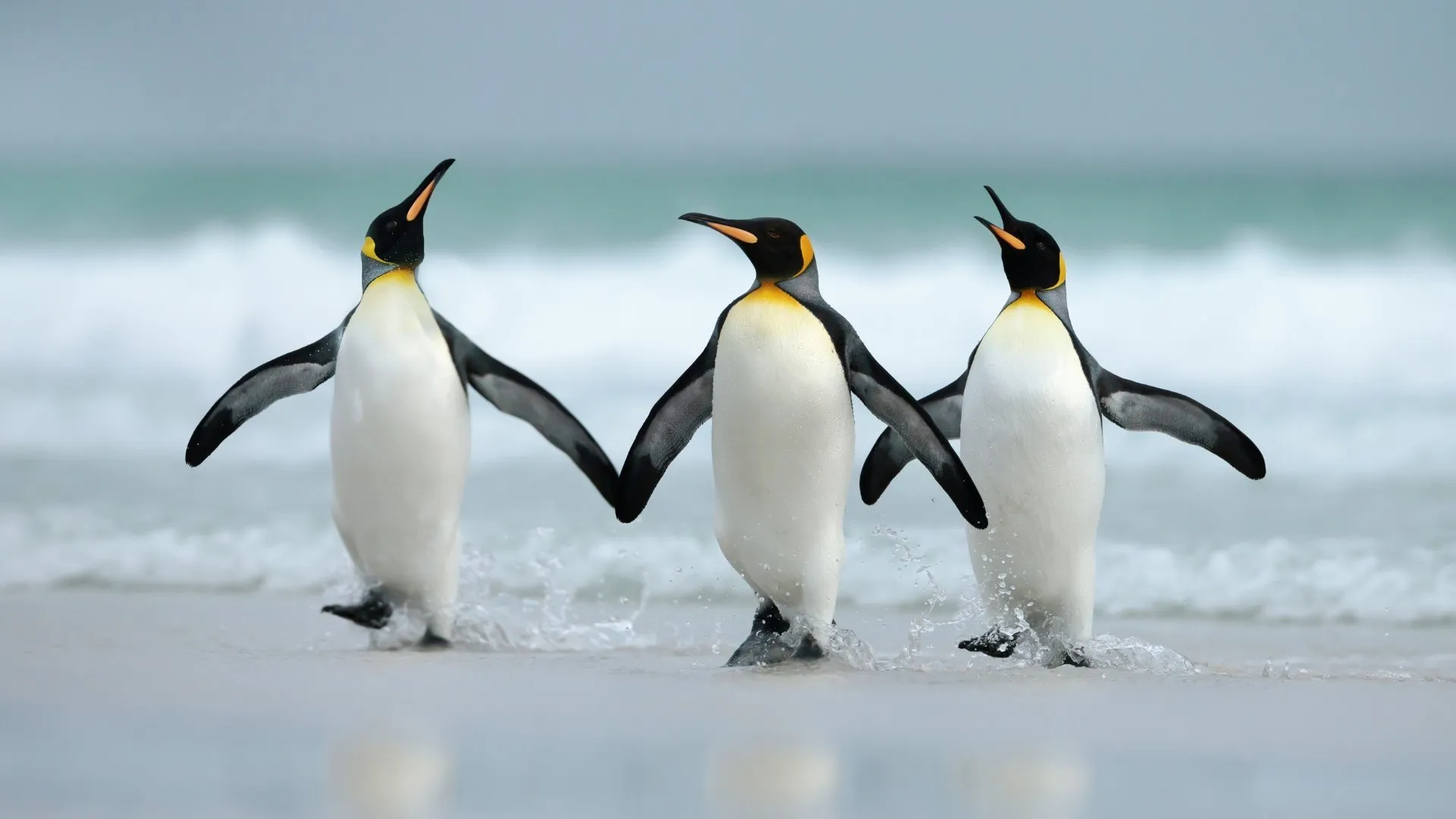 Penguin Party