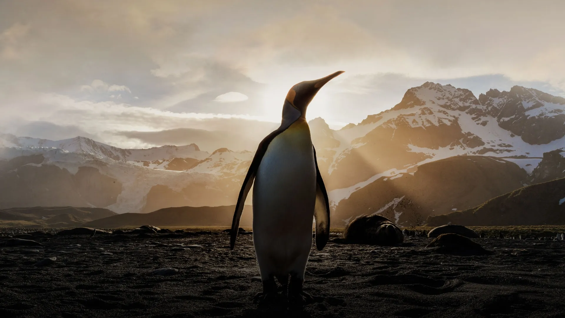 Penguin Party