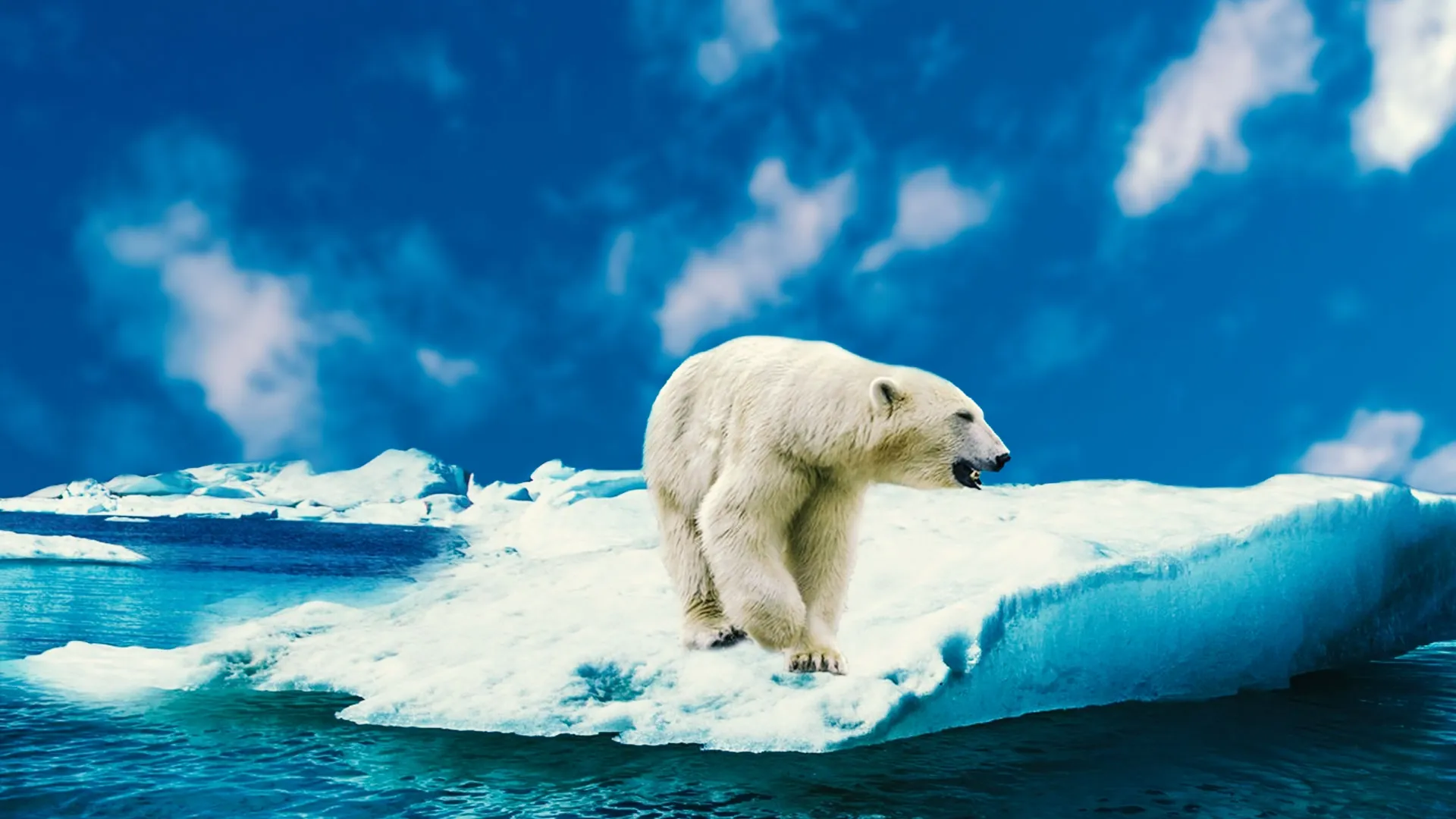 Polar Bears