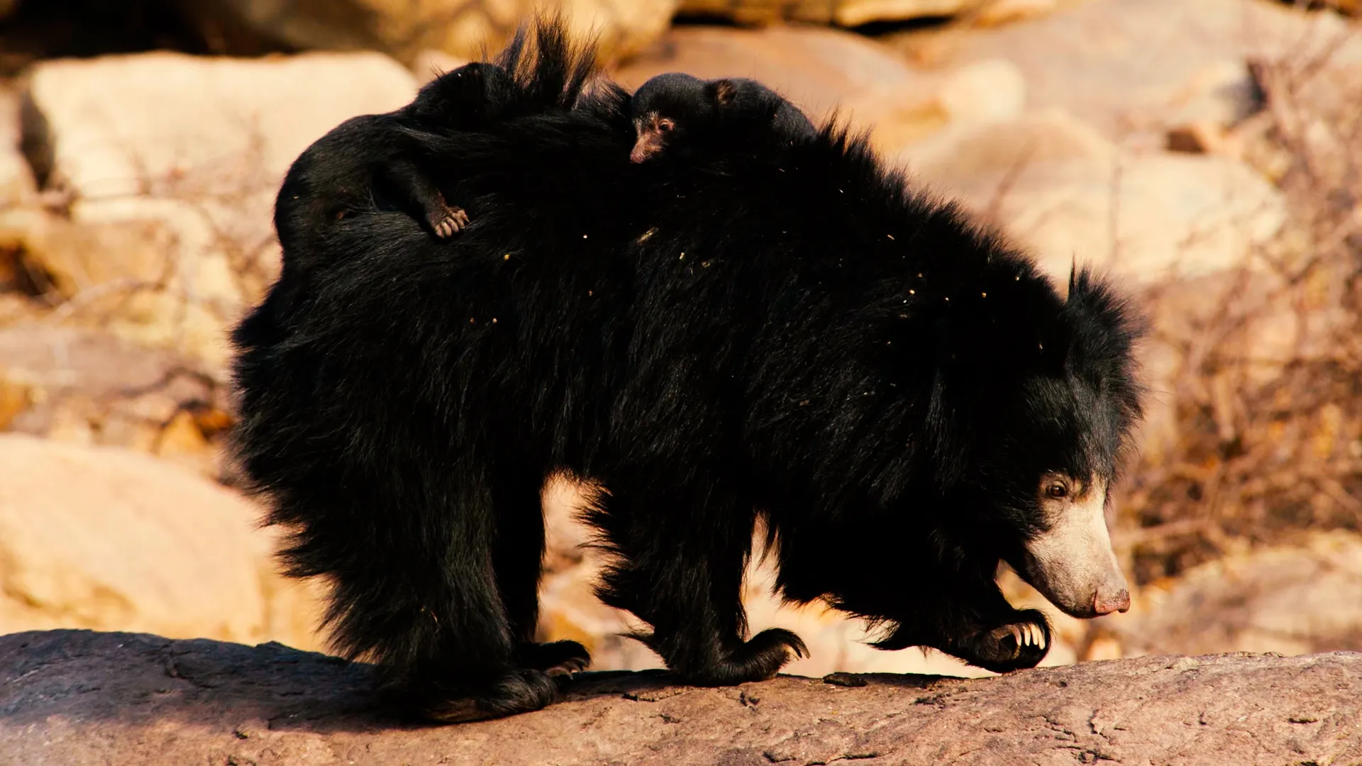 Sloth Bears: Birth Of A Prince