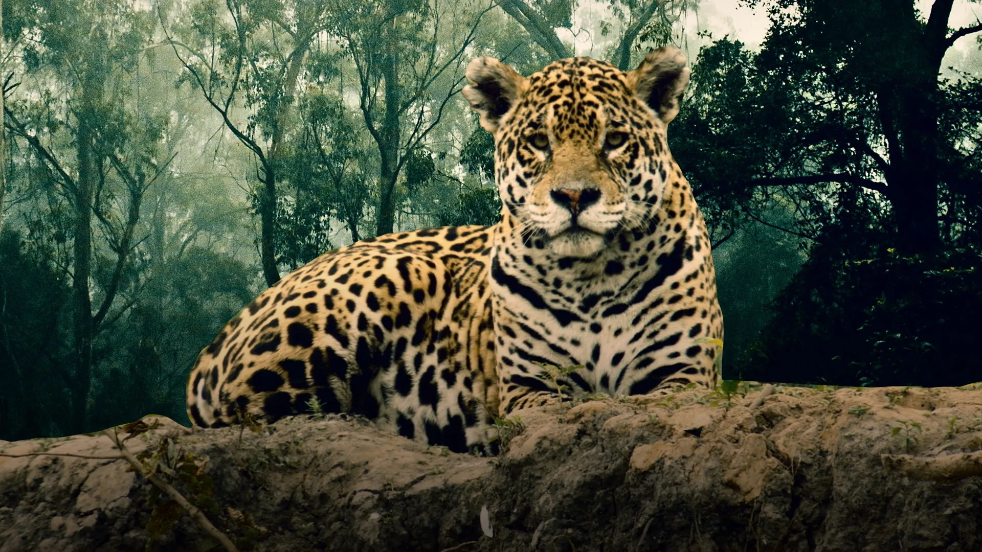 Jaguar: King Of The Jungle