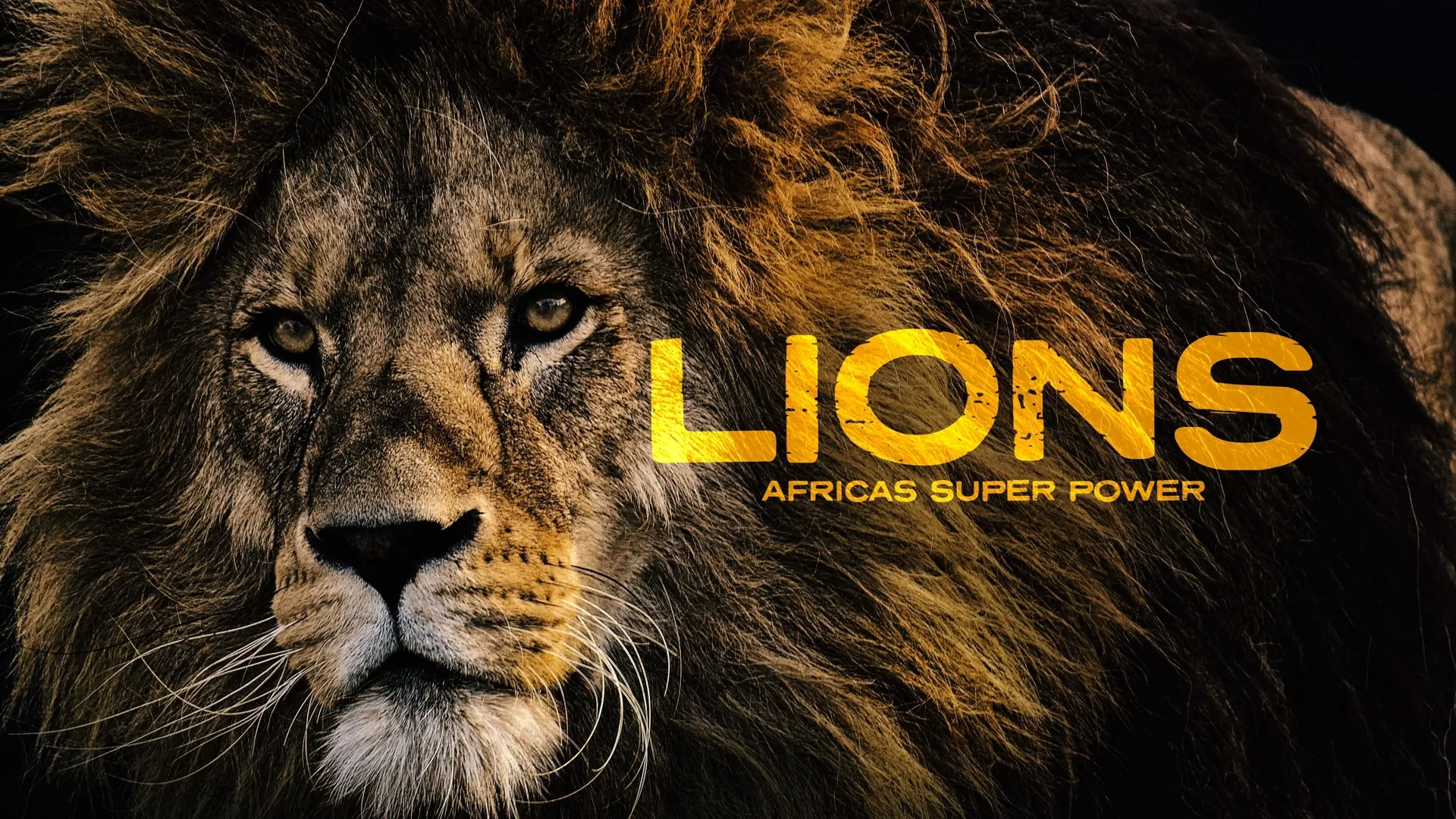Lions: Africa's Super Power