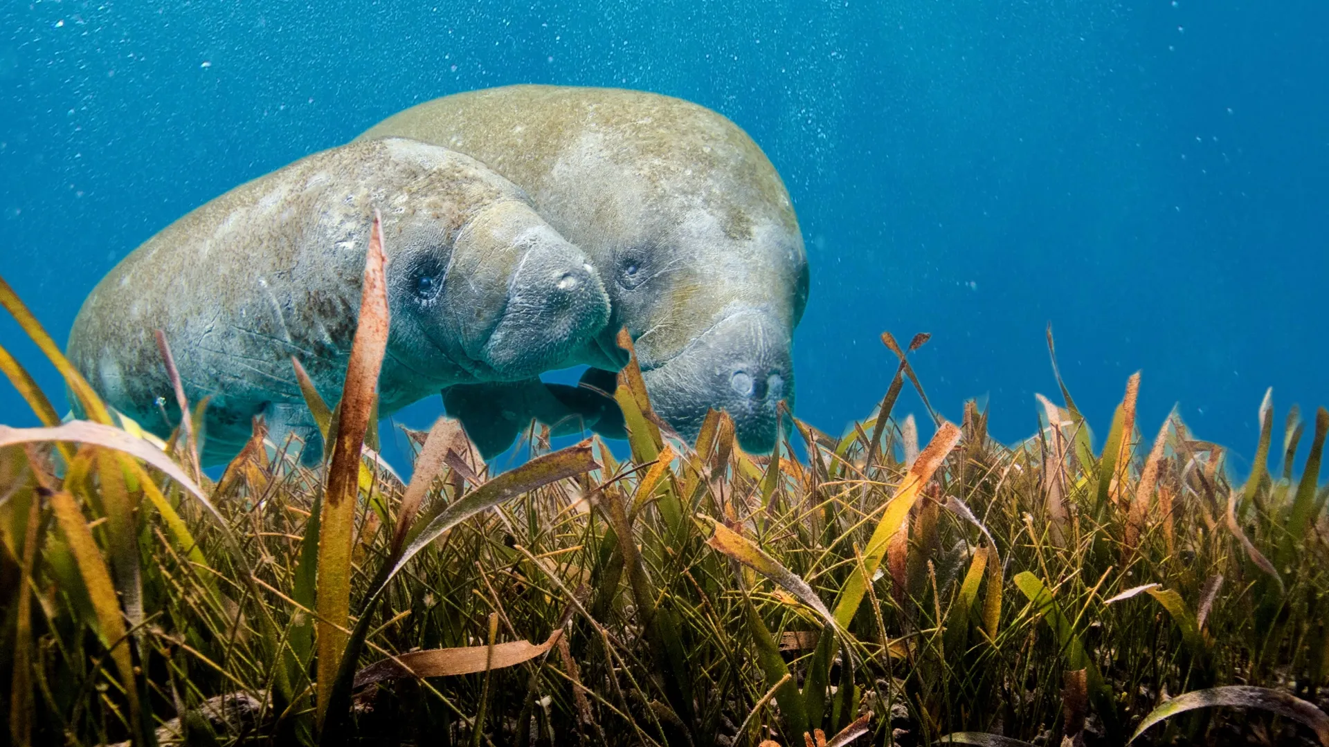 Manatees On The Move