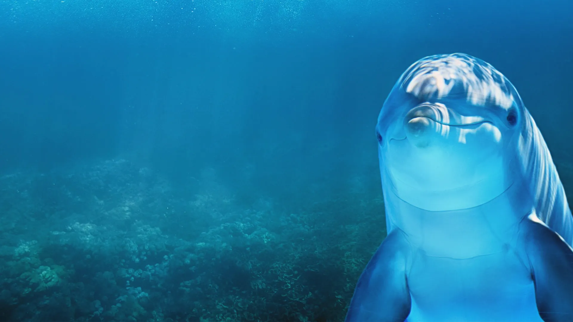 Marine Mammals Born to Swim