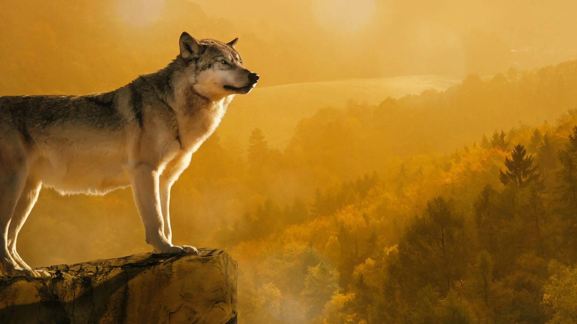 Wolves: Power Of The Pack