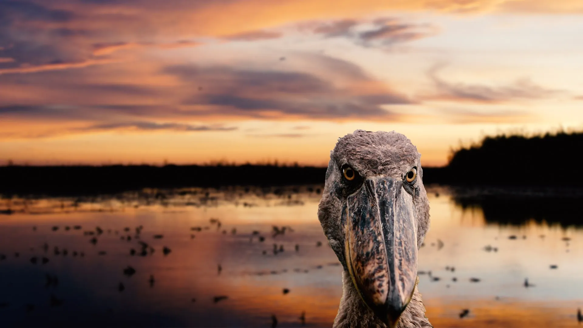 Wonderful Wetlands