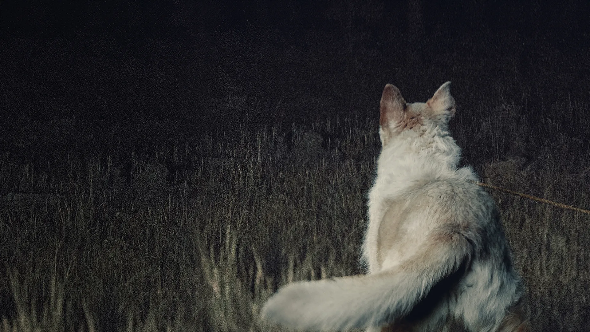 It Comes At Night