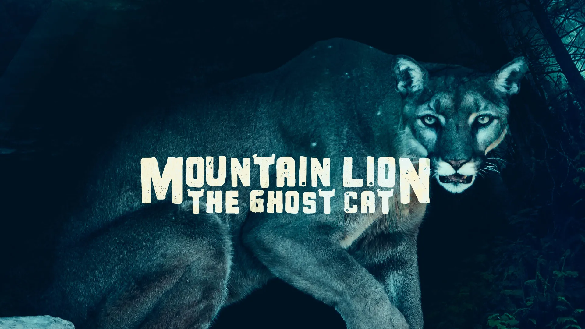 Mountain Lion: The Ghost Cat
